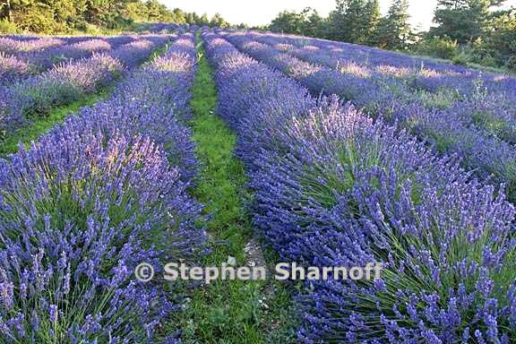 lavender field 2 graphic